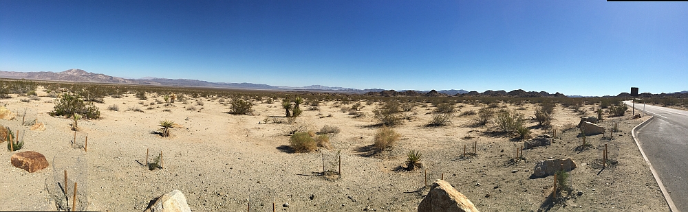 Joshua Tree NP